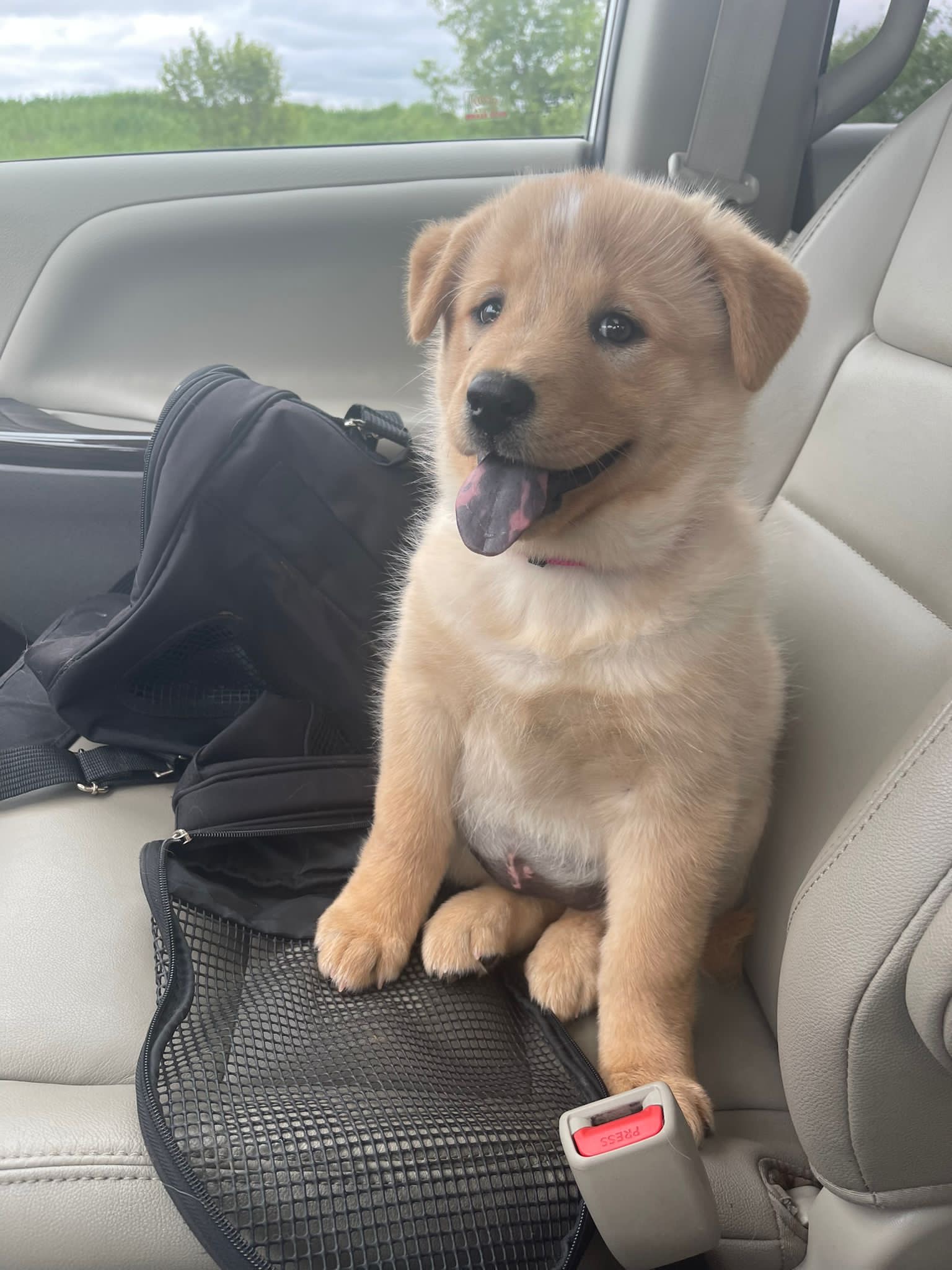 Buggy mascot puppy